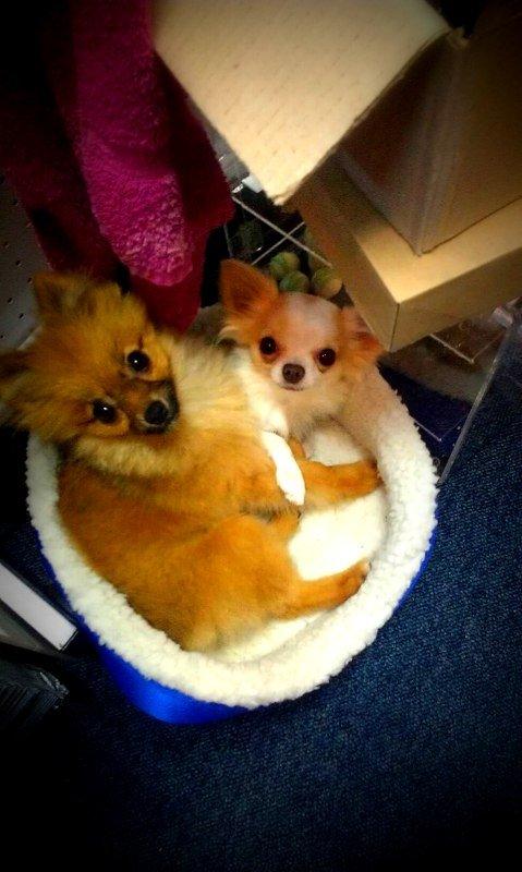 Chihuahua Mazey (Tut) billede 42