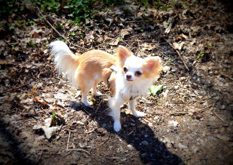 Chihuahua Mazey (Tut) billede 2