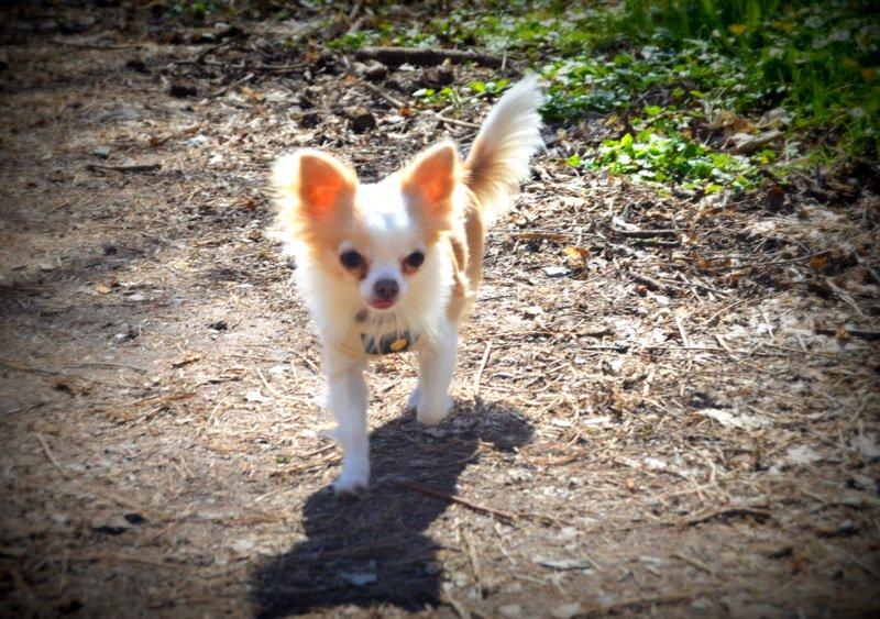 Chihuahua Mazey (Tut) billede 43