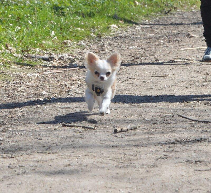 Chihuahua Mazey (Tut) billede 1