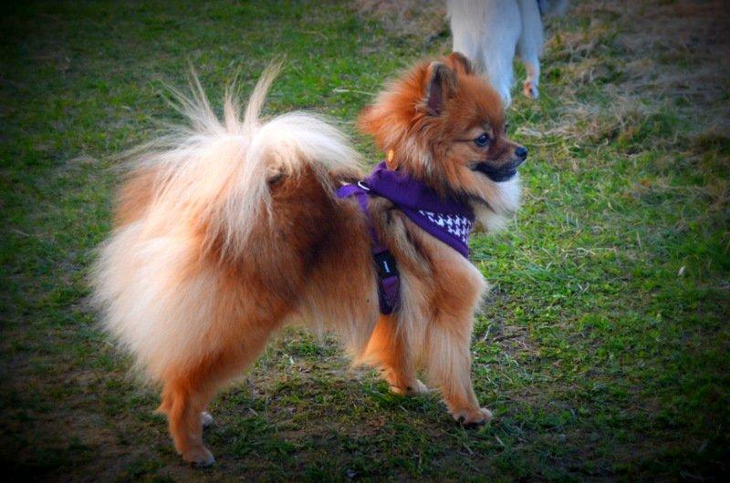 Pomeranian Ane's Dolly  (Neela) - Smukke Neela. 8 måneder gammel. billede 4