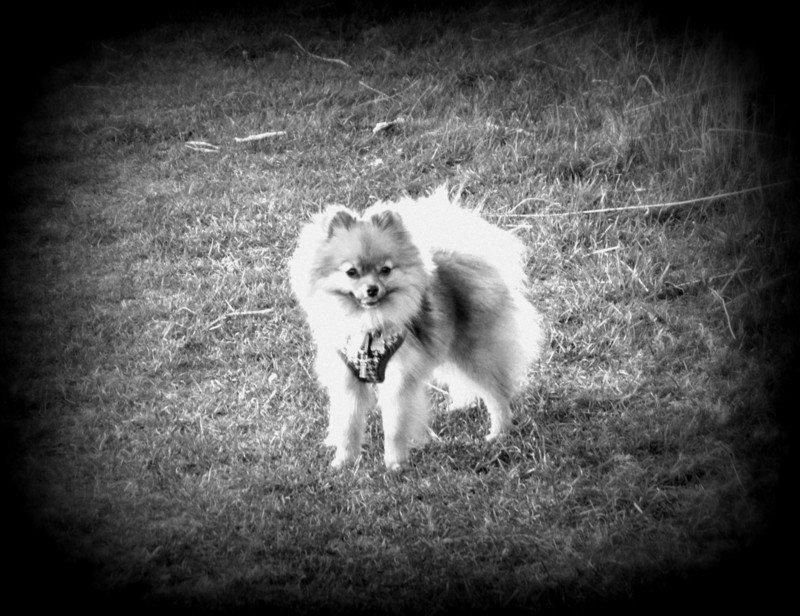 Pomeranian Ane's Dolly  (Neela) billede 35