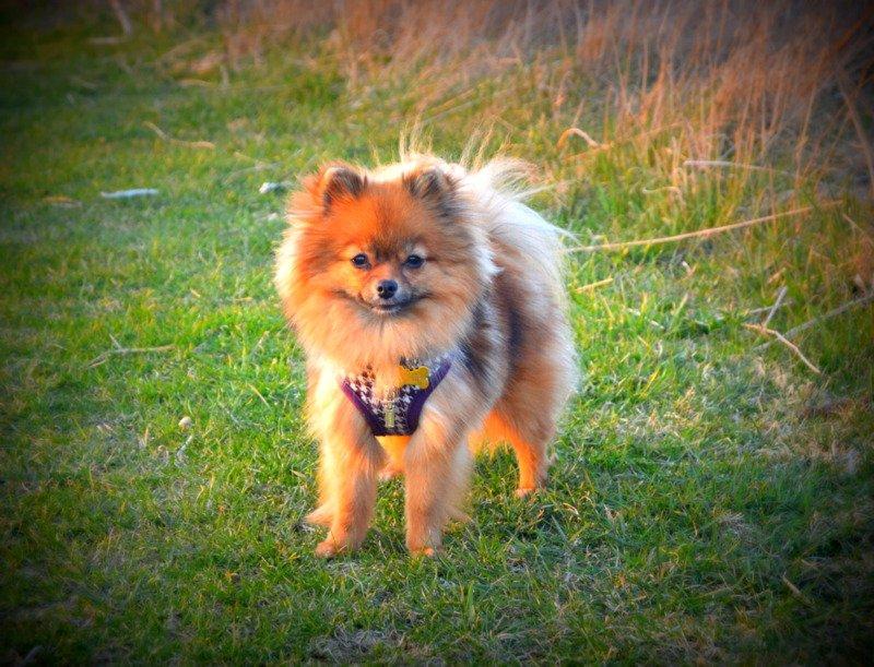 Pomeranian Ane's Dolly  (Neela) - Mors flotte hund <3 billede 3