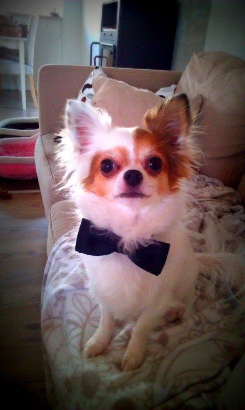 Chihuahua Birkedals Mickey R.I.P billede 17