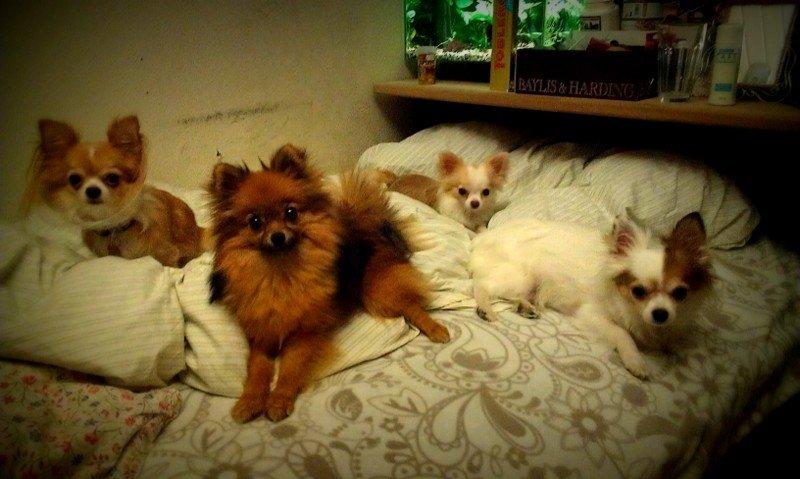 Chihuahua Birkedals Mickey R.I.P billede 18