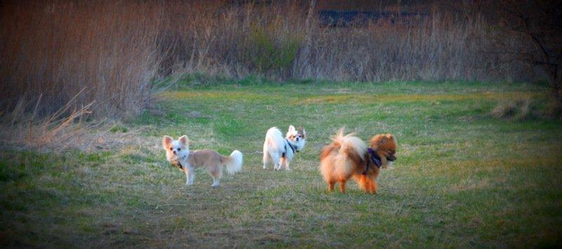 Chihuahua Birkedals Mickey R.I.P billede 19