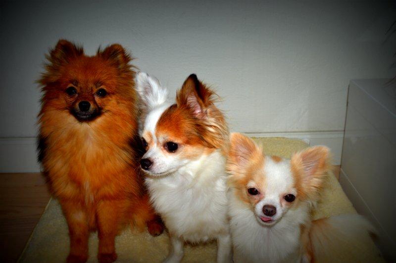 Chihuahua Birkedals Mickey R.I.P billede 20