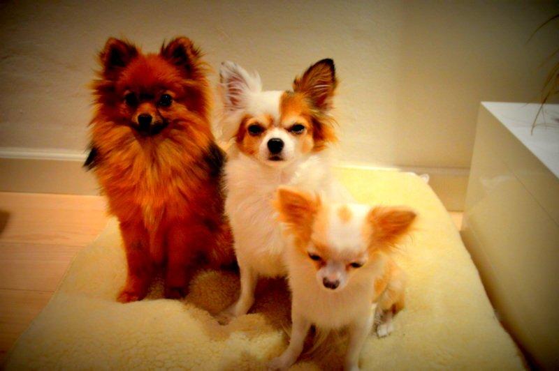 Chihuahua Birkedals Mickey R.I.P billede 21