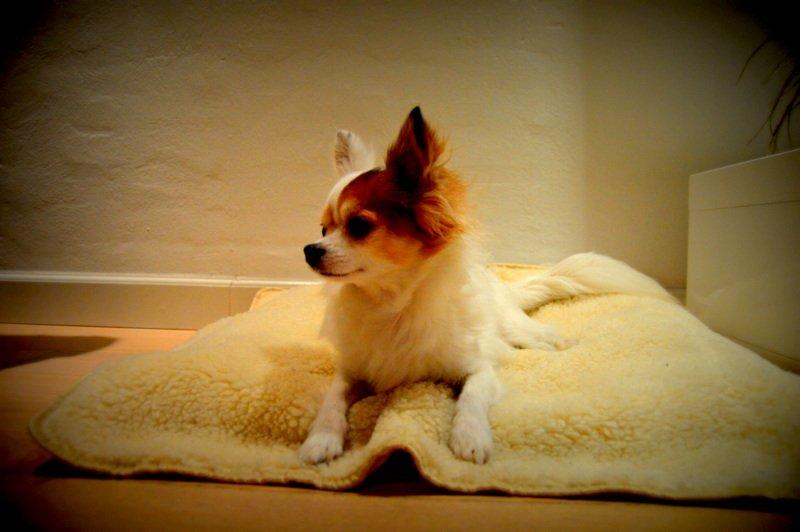 Chihuahua Birkedals Mickey R.I.P billede 22