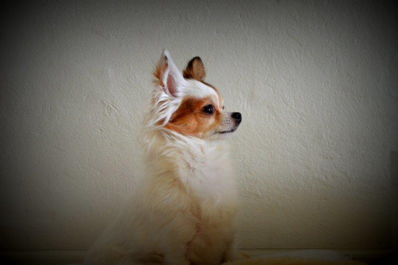 Chihuahua Birkedals Mickey R.I.P billede 23