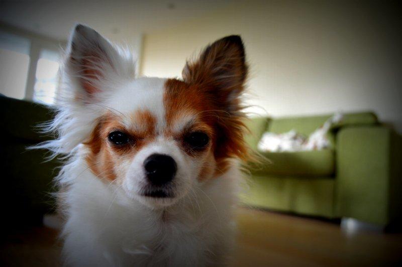 Chihuahua Birkedals Mickey R.I.P billede 24