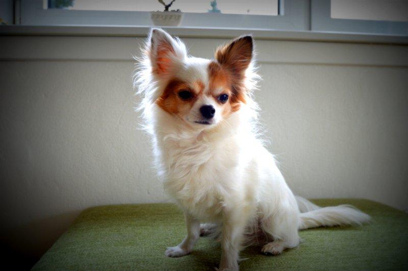 Chihuahua Birkedals Mickey R.I.P billede 25