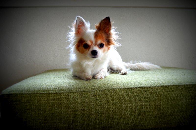 Chihuahua Birkedals Mickey R.I.P billede 26