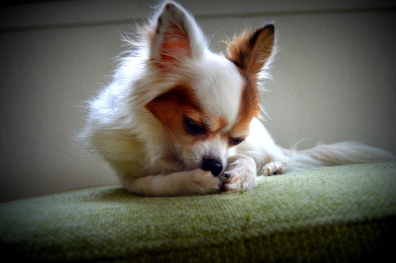 Chihuahua Birkedals Mickey R.I.P billede 27