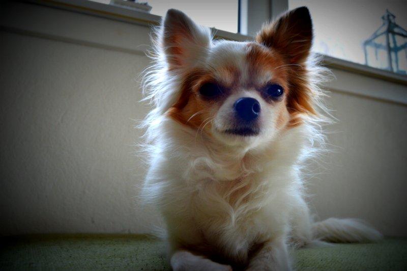 Chihuahua Birkedals Mickey R.I.P billede 28