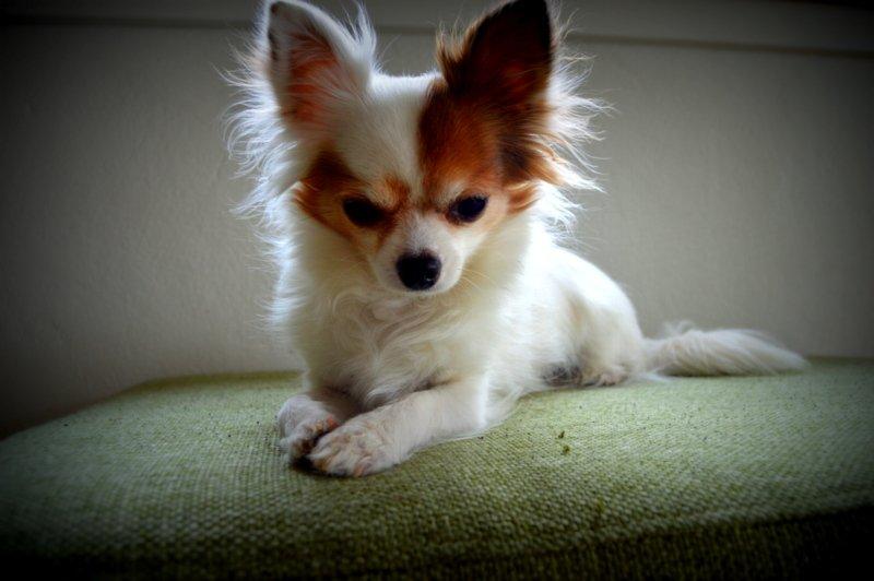 Chihuahua Birkedals Mickey R.I.P billede 29