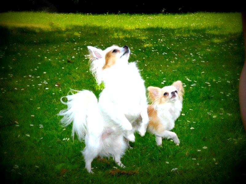 Chihuahua Birkedals Mickey R.I.P billede 1