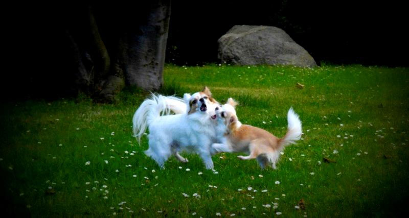 Chihuahua Birkedals Mickey R.I.P billede 30