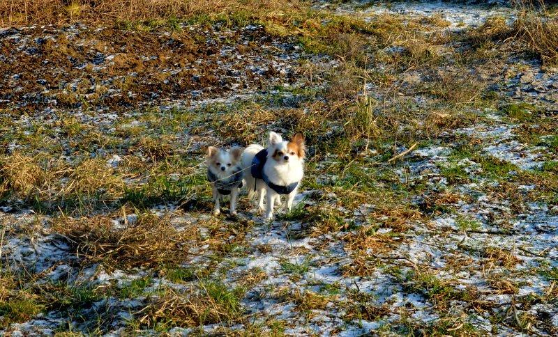 Chihuahua Birkedals Mickey R.I.P billede 31