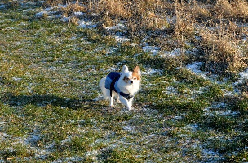 Chihuahua Birkedals Mickey R.I.P billede 32