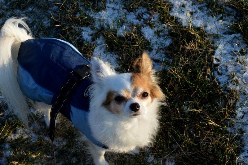 Chihuahua Birkedals Mickey R.I.P billede 33