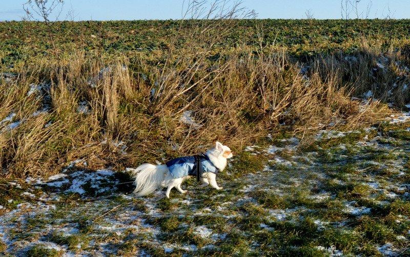 Chihuahua Birkedals Mickey R.I.P billede 34