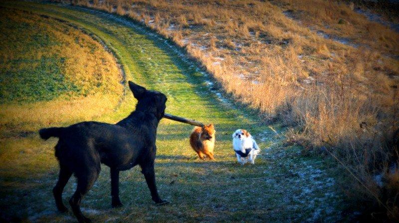 Chihuahua Birkedals Mickey R.I.P billede 35