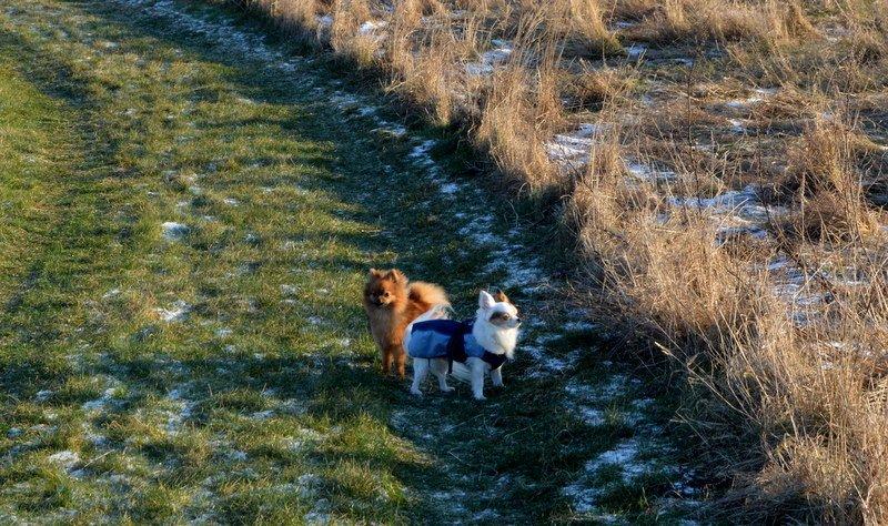 Chihuahua Birkedals Mickey R.I.P billede 36