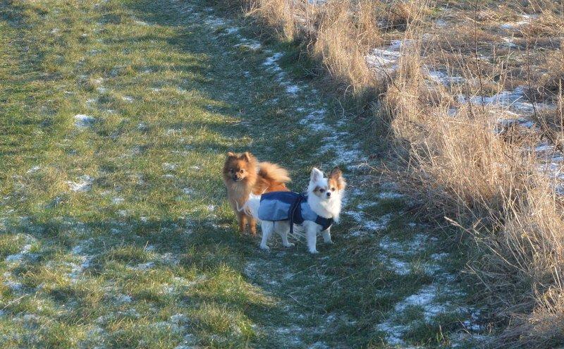 Chihuahua Birkedals Mickey R.I.P billede 37