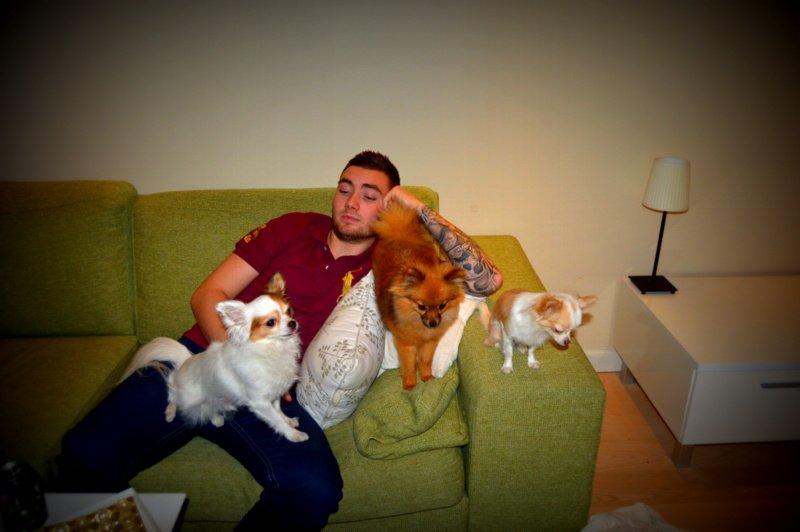 Chihuahua Birkedals Mickey R.I.P billede 38