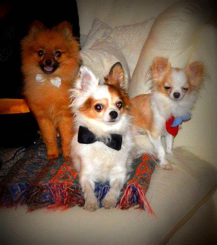 Chihuahua Birkedals Mickey R.I.P billede 39