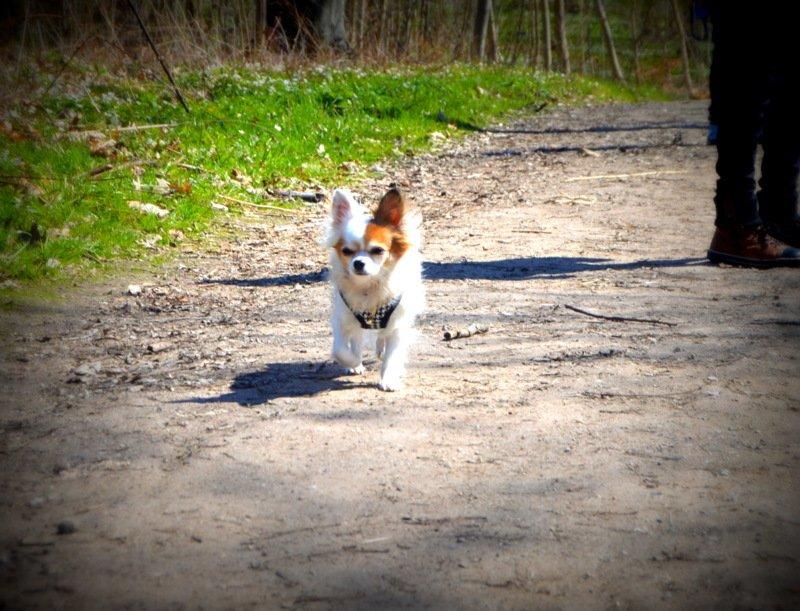 Chihuahua Birkedals Mickey R.I.P billede 5