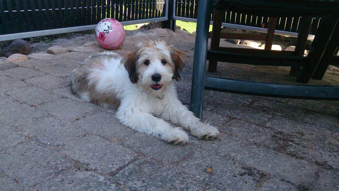 Blanding af racer Sofus *GRÆSK GADEHUND* billede 3