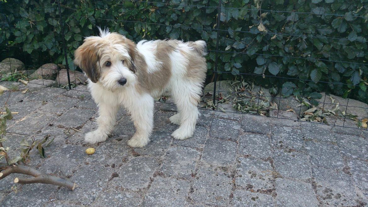 Blanding af racer Sofus *GRÆSK GADEHUND* billede 4