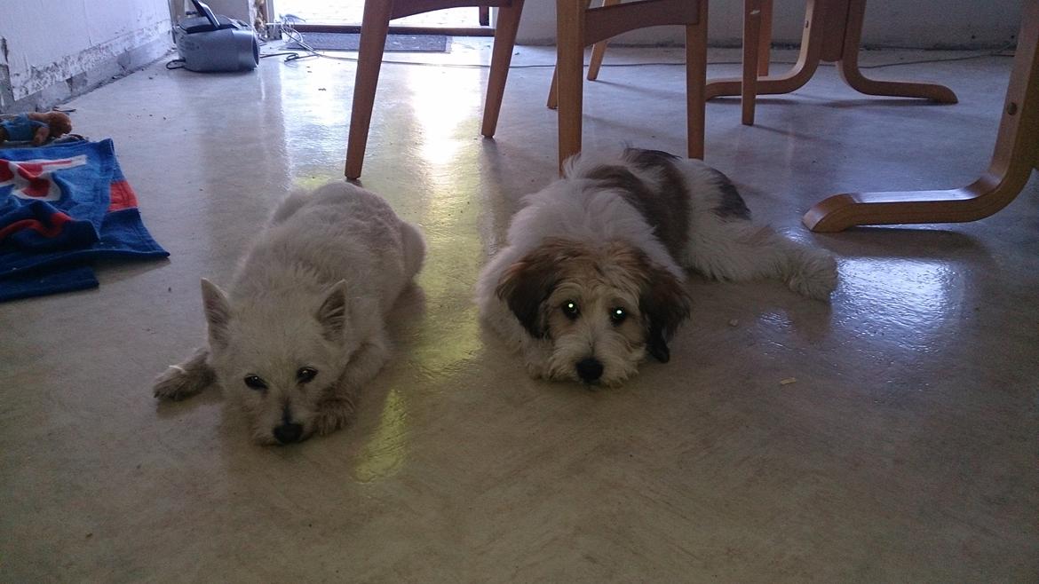 Blanding af racer Sofus *GRÆSK GADEHUND* billede 6