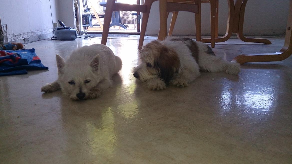Blanding af racer Sofus *GRÆSK GADEHUND* billede 8