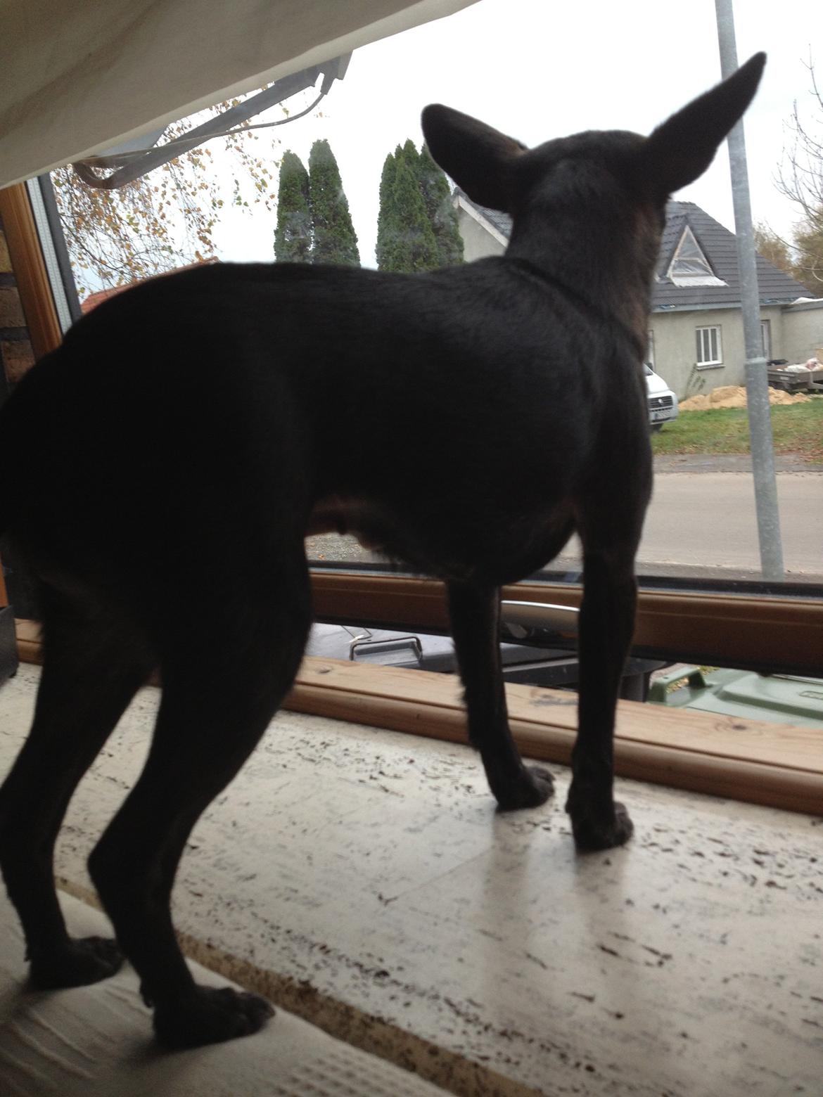 Blanding af racer Qiwi billede 22