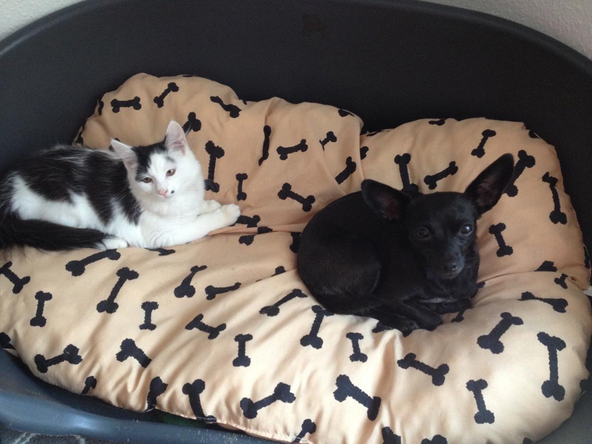 Blanding af racer Qiwi billede 23