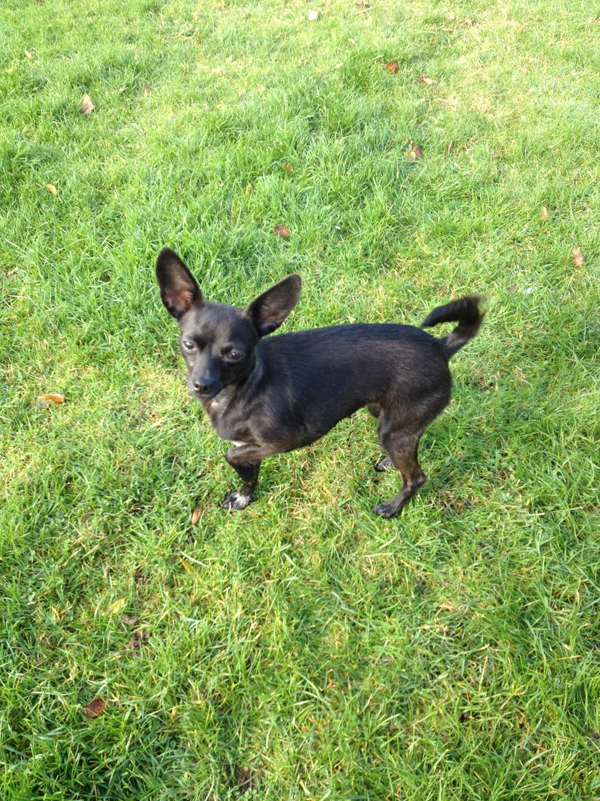 Blanding af racer Qiwi billede 24