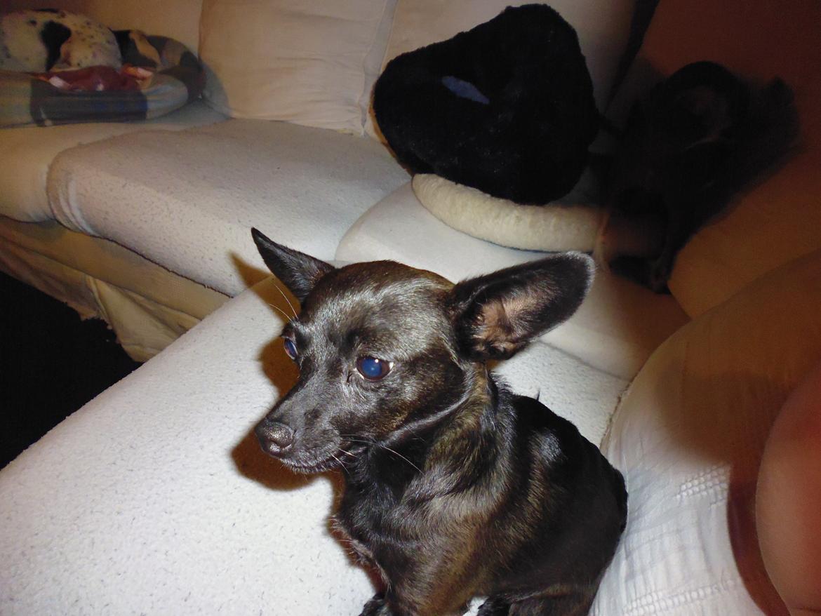 Blanding af racer Qiwi billede 25