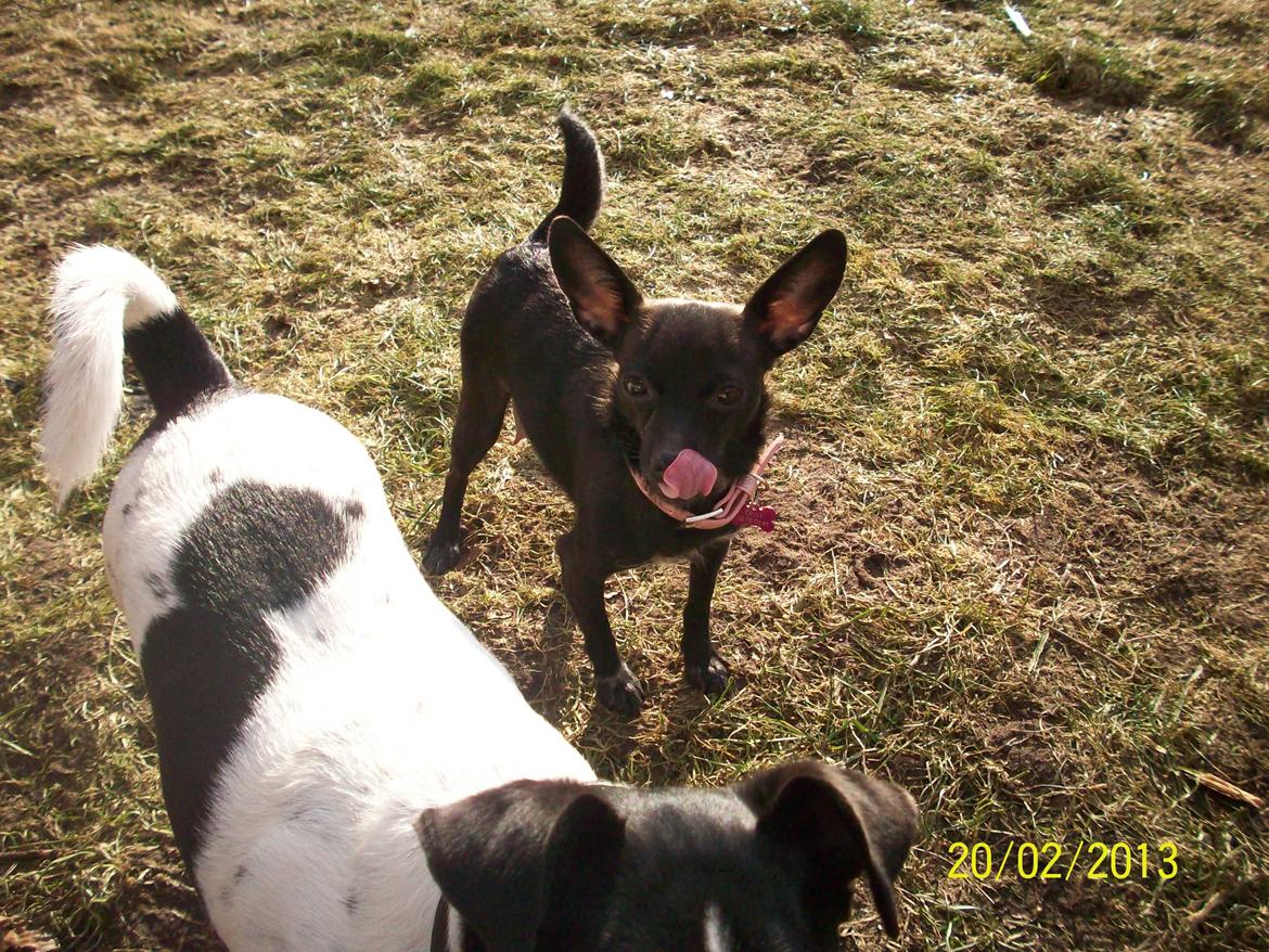 Blanding af racer Qiwi billede 26