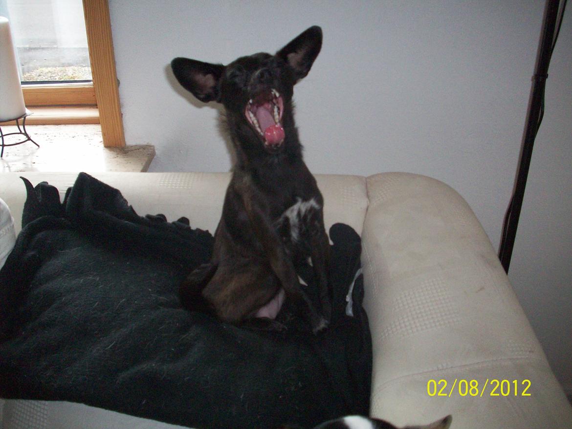 Blanding af racer Qiwi billede 1