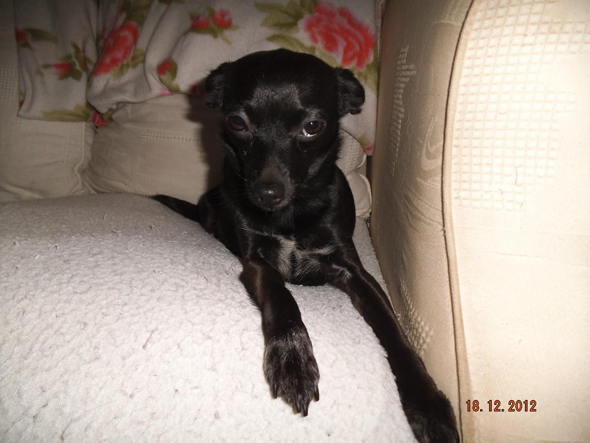 Blanding af racer Qiwi billede 27