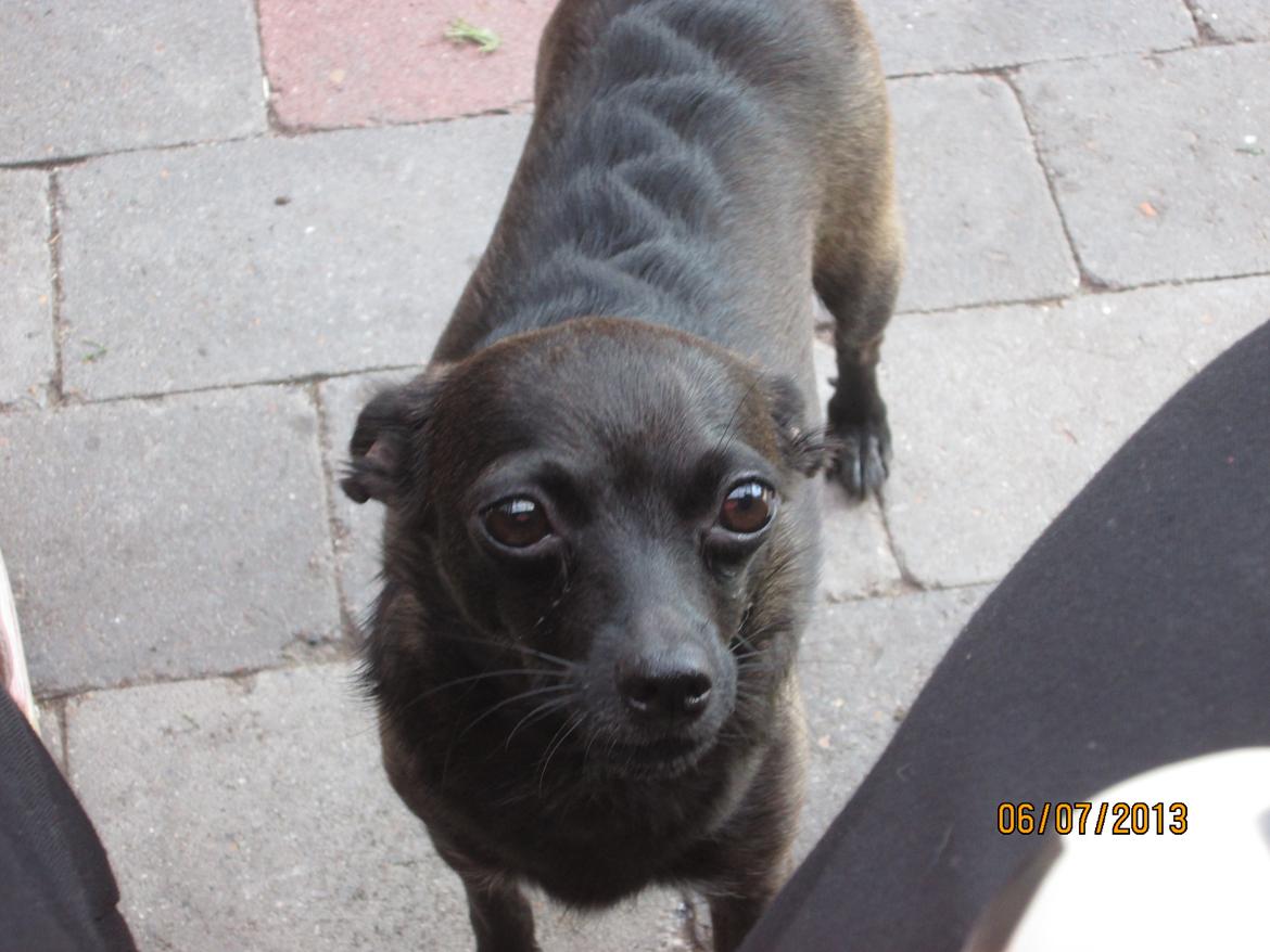 Blanding af racer Qiwi billede 28