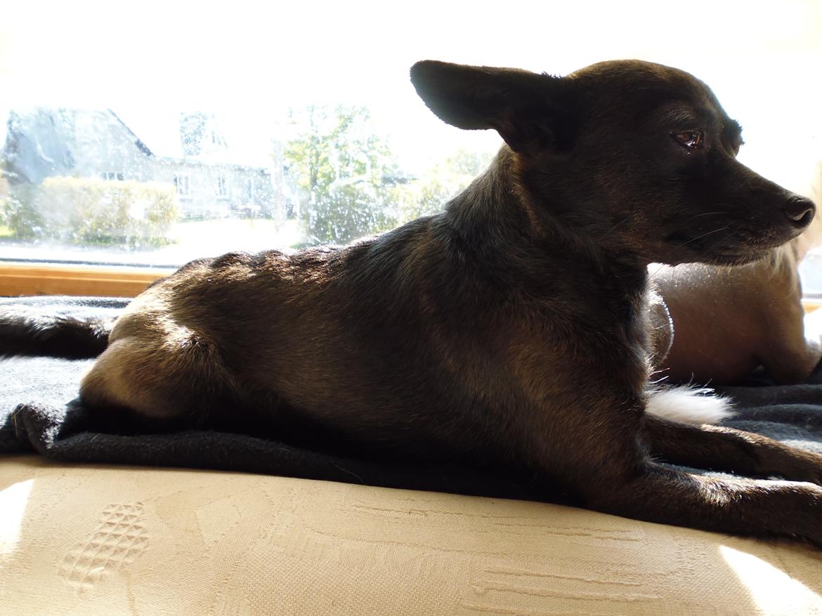 Blanding af racer Qiwi billede 29