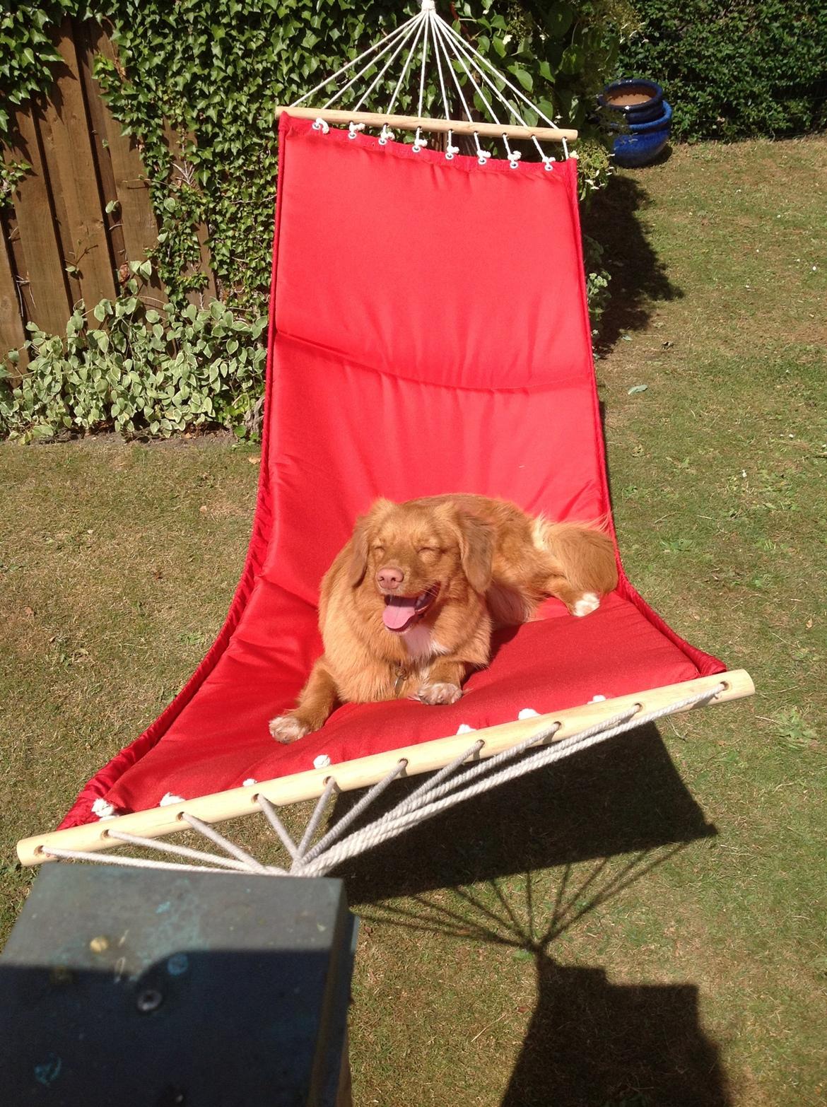 Nova scotia duck tolling retriever Millle billede 6