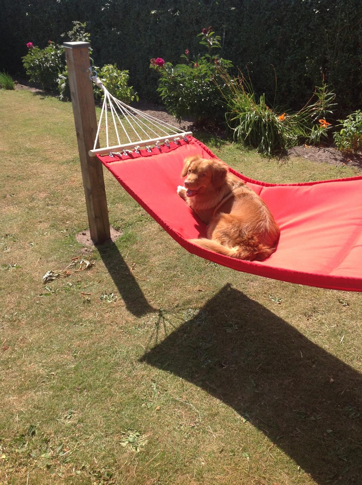 Nova scotia duck tolling retriever Millle billede 7