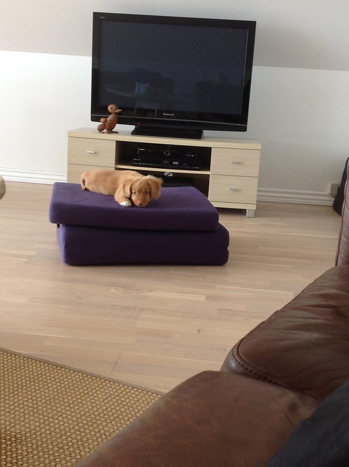 Nova scotia duck tolling retriever Millle billede 8