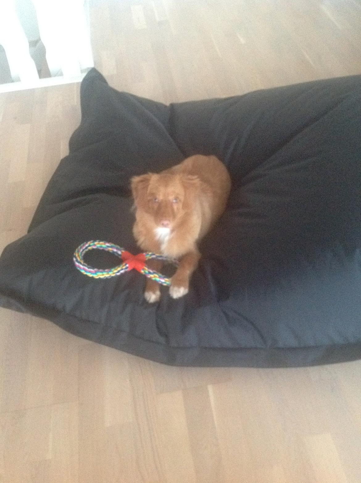 Nova scotia duck tolling retriever Millle billede 9