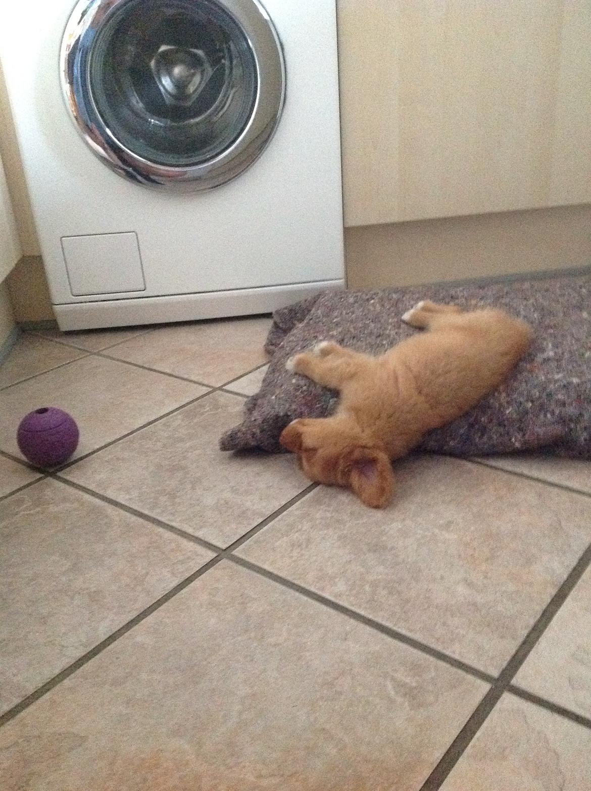 Nova scotia duck tolling retriever Millle billede 10